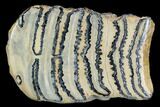 Polished Mammoth Molar Section - South Carolina #125536-1